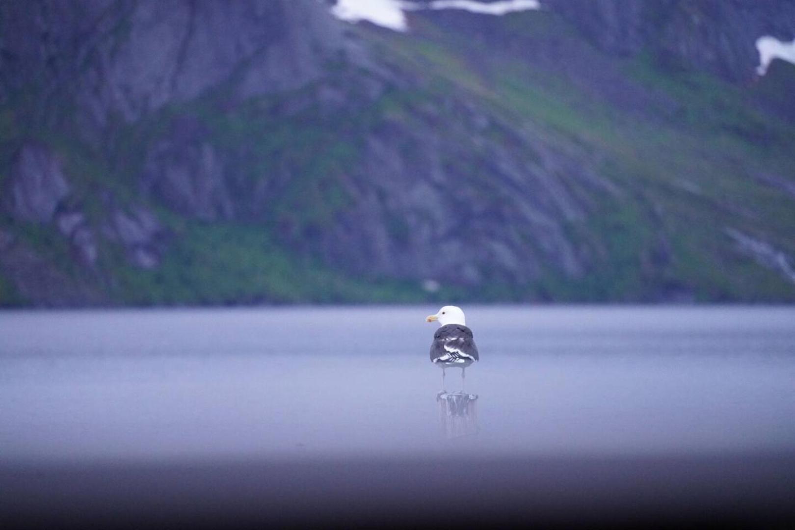 Lofoten Panoramic Luxury Home With Sauna Moskenes Exterior photo